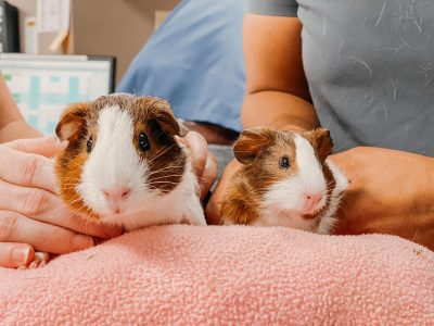 Guinea pigs 2