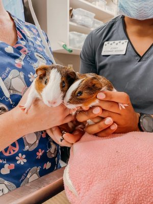 Guinea pigs