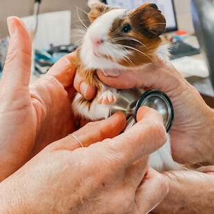 Comprehensive Pet Care in Melbourne