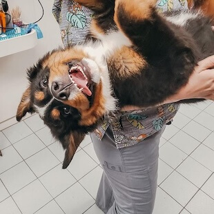 Pet Dental Care in Melbourne