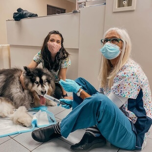 Pet Preventative Care in Melbourne