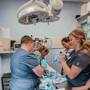 Pet Surgery in Melbourne