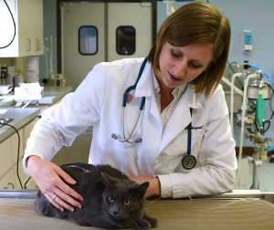 Choosing a Veterinarian