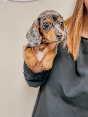 puppy being held