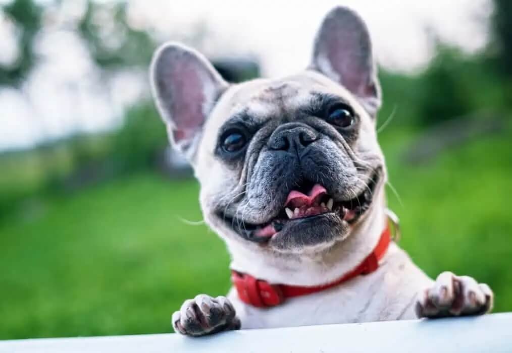 11.7.18-french-bulldog-summer-smile-joy