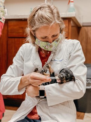 puppy getting medicine in a syringe