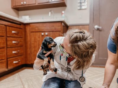 vet looking at puppy