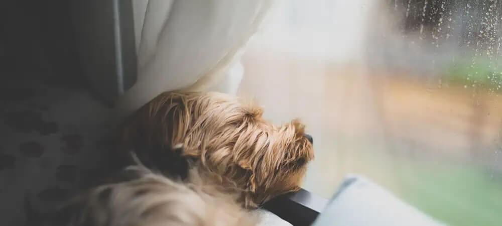 DogDepression_dog-window-puppy-depression-sad-rainy-rainy-day