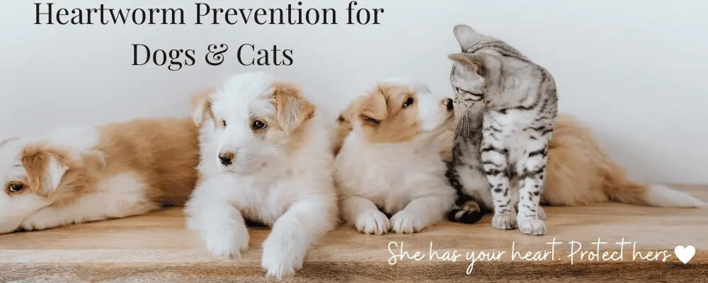 Heartworm-Prevention-for-Dogs-Cats