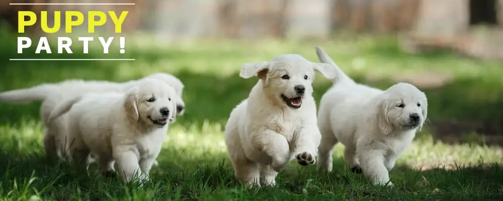 puppy socialisation