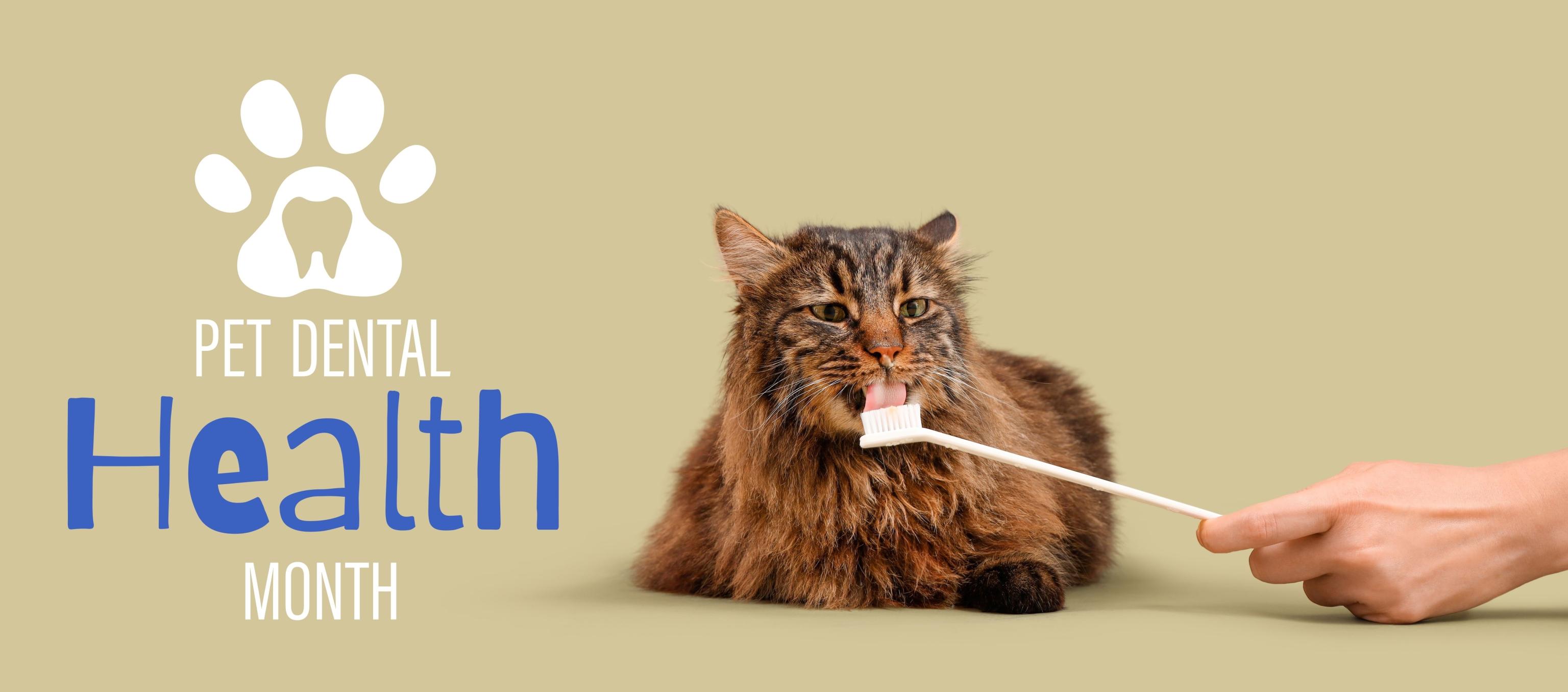 Pet Dental