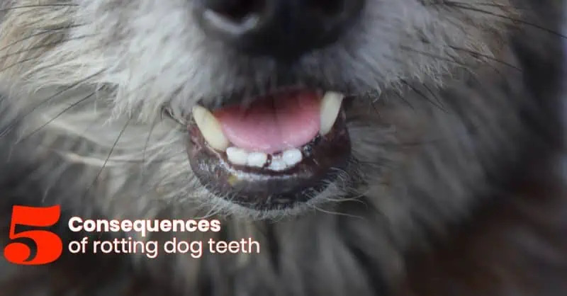 Rotting Dog Teeth