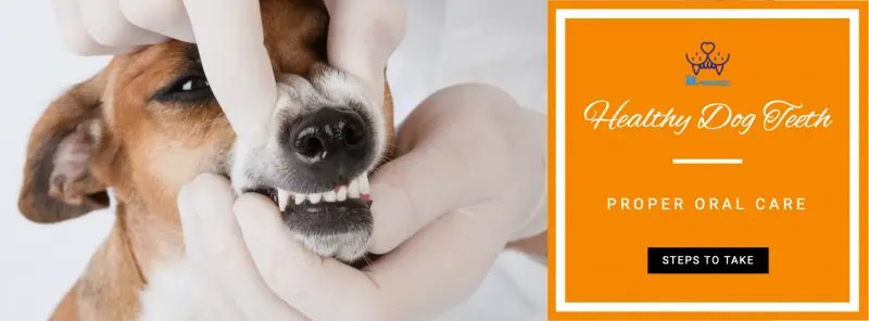 dog dental health