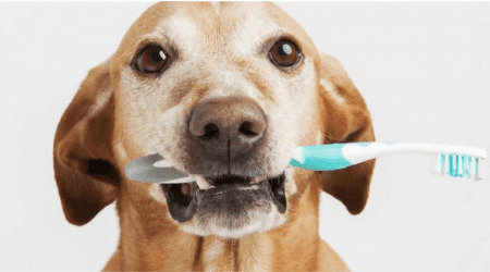 dog with toothbrush