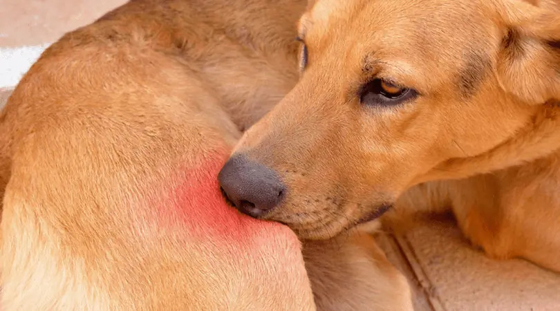 Hot Spots in Dogs