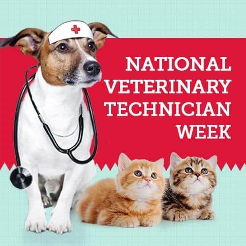 Vet-Technician-week-3