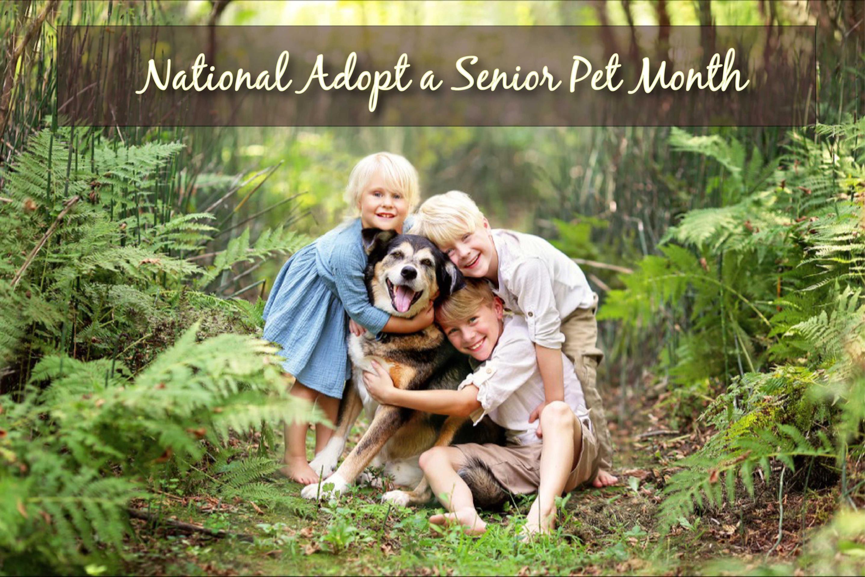 Senior Pet
