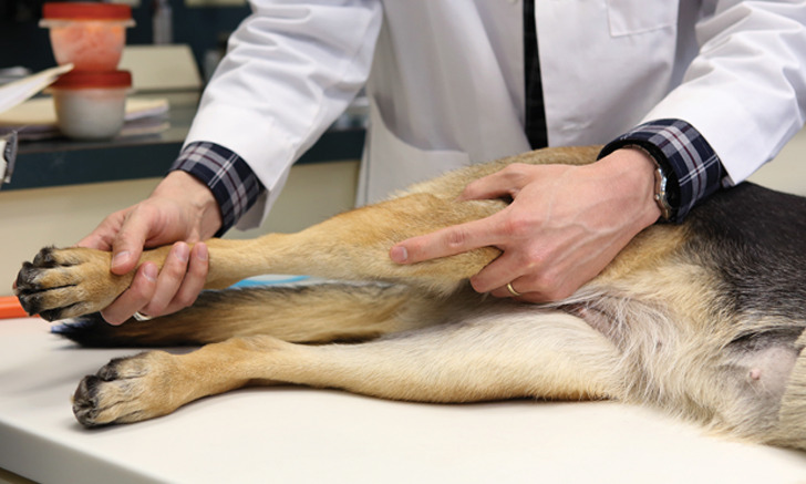 Cruciate Ligament Injury and Repair in Dogs