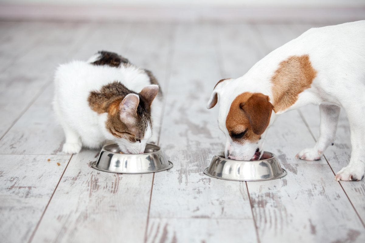 dog and cat eating 