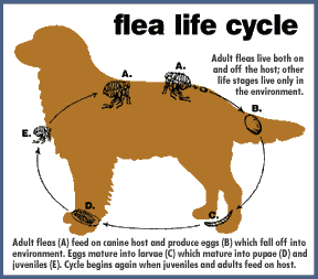 flea cycle