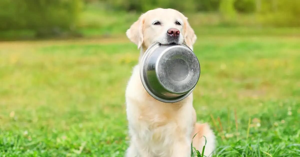 golden-retriever-with-bowl-in-mouth