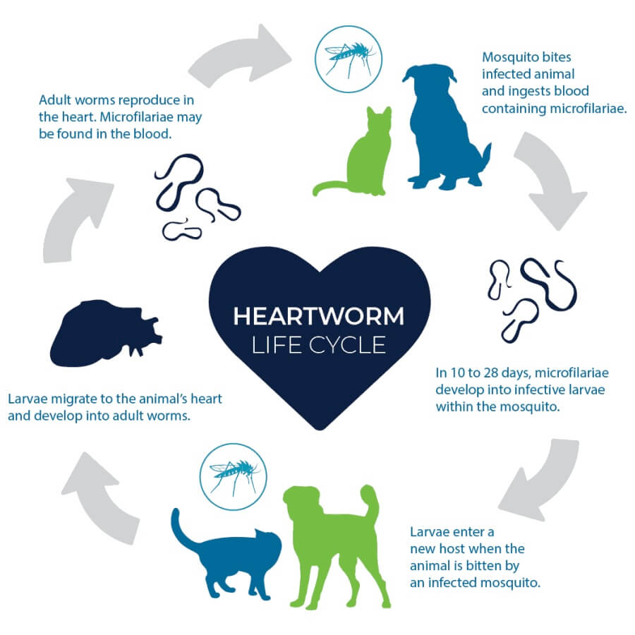 heartworm-cycle-chart