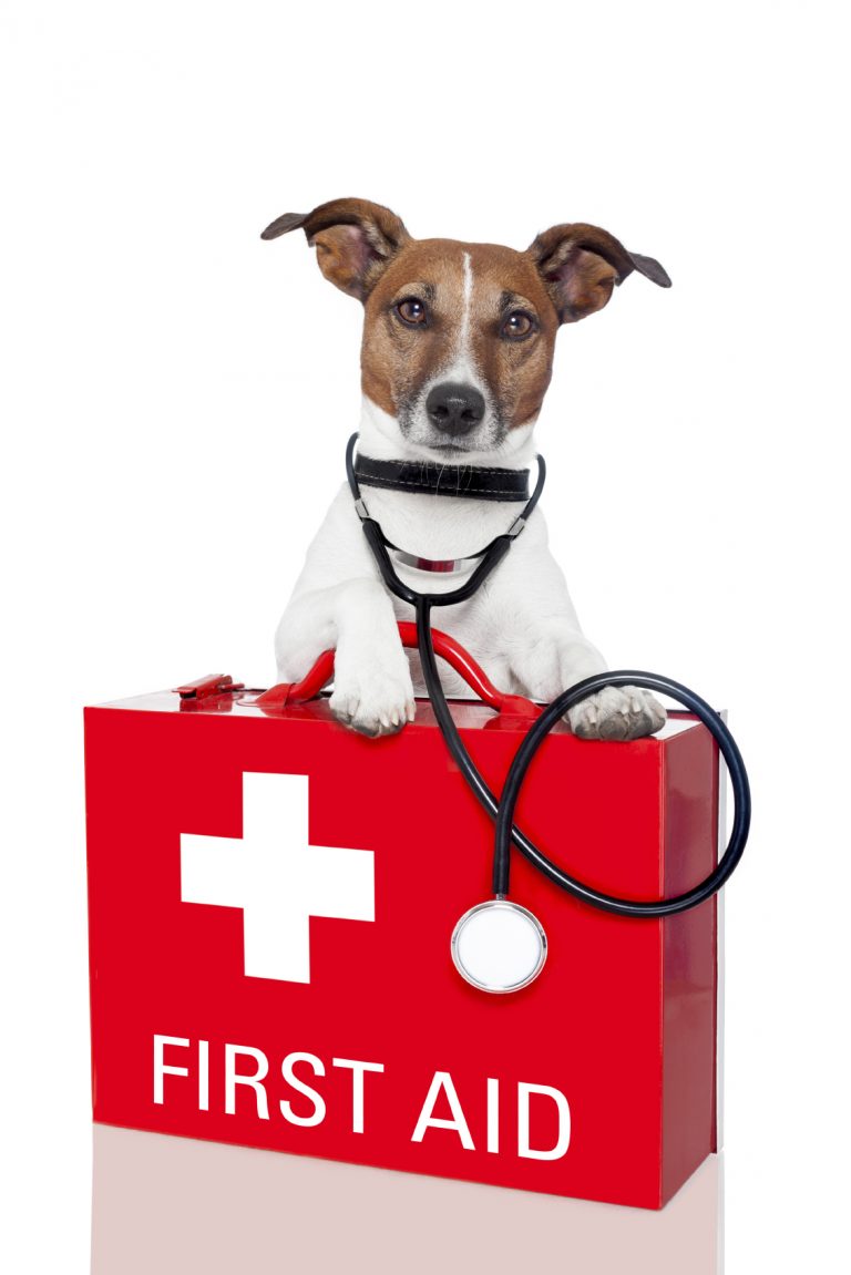 Dog with first aid kit