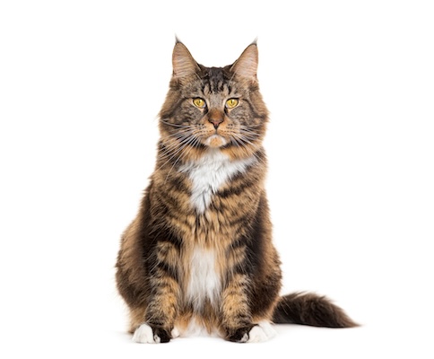 Maincoon cat