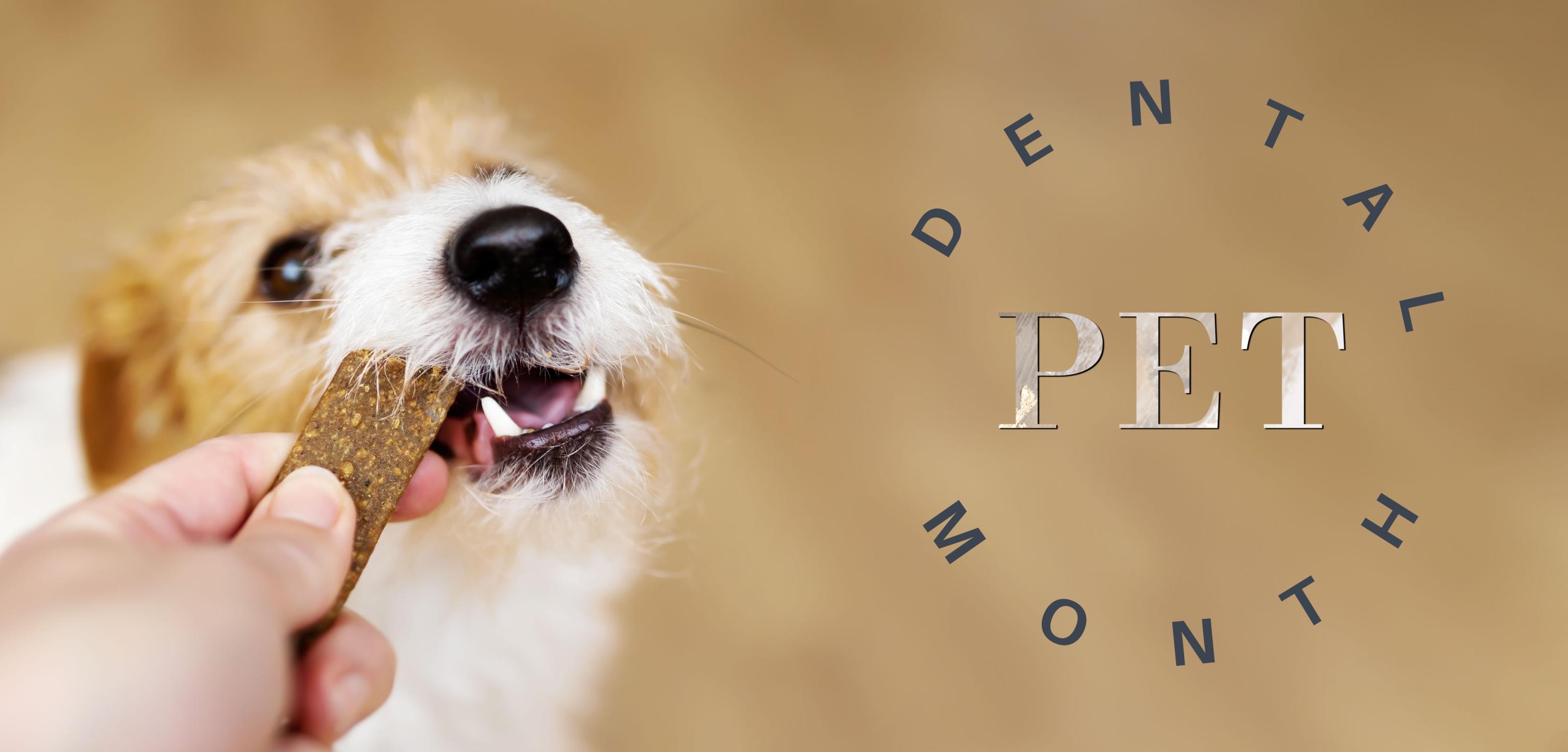 Pet Dental