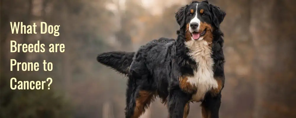 Certain Dog Breeds are Prone to Cancer