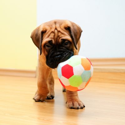 puppy with a ball