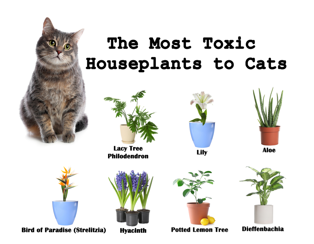 plant poison