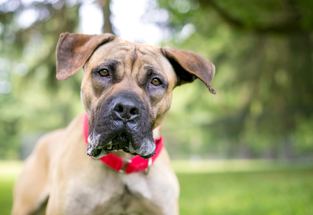 Great Dane