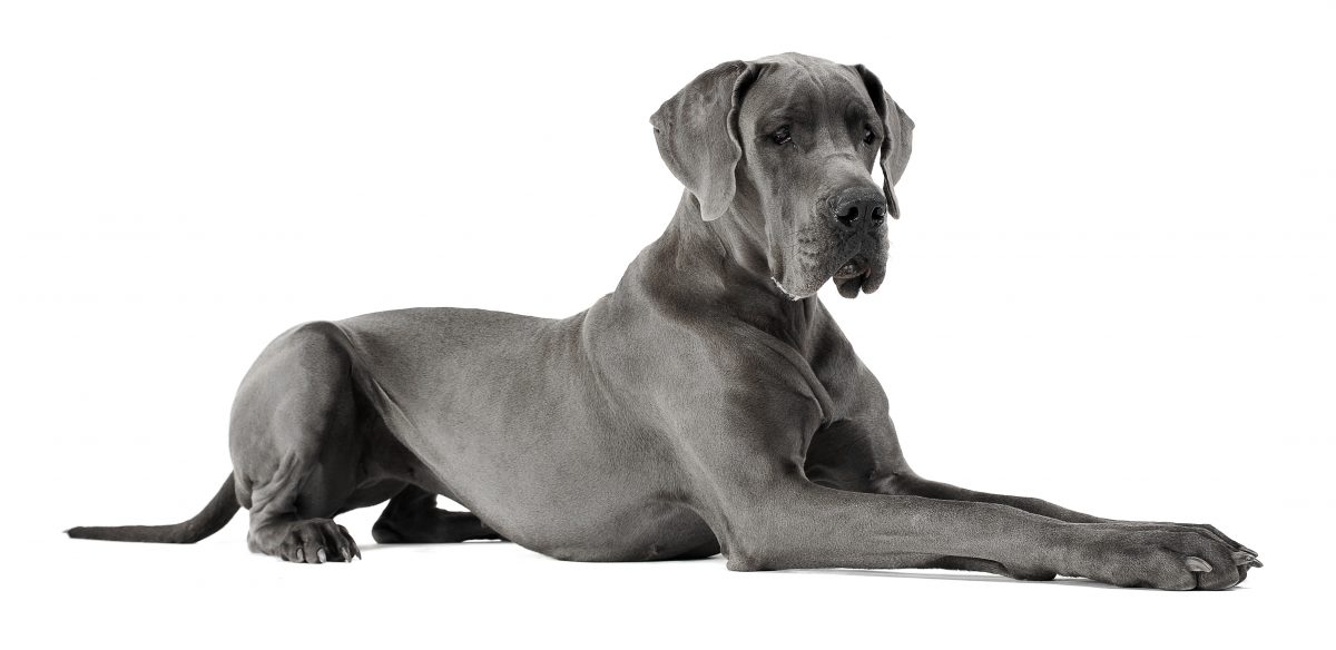 large dog breed