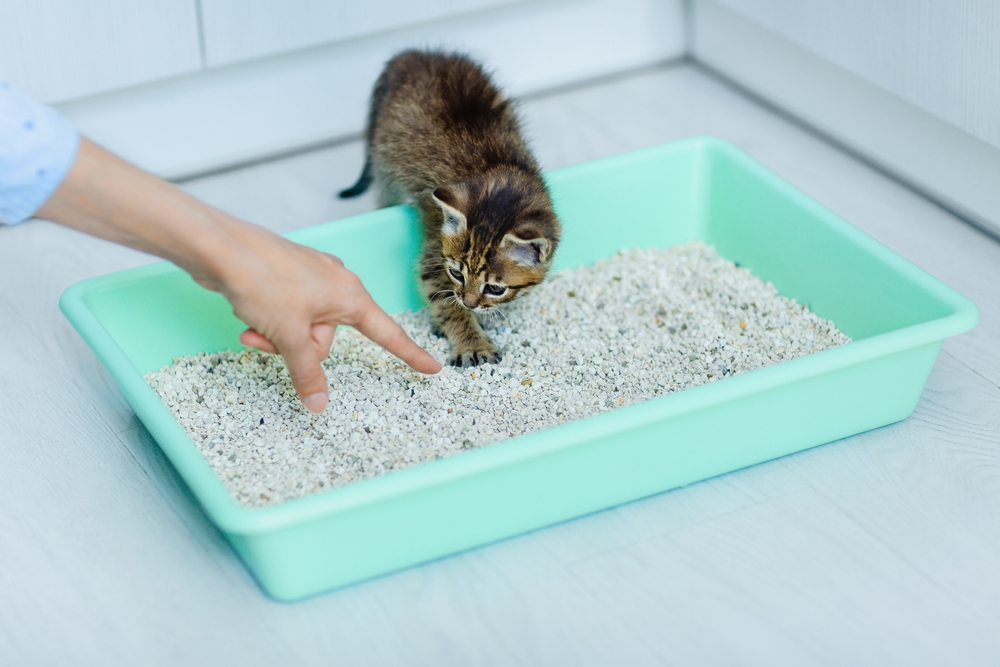 kitten