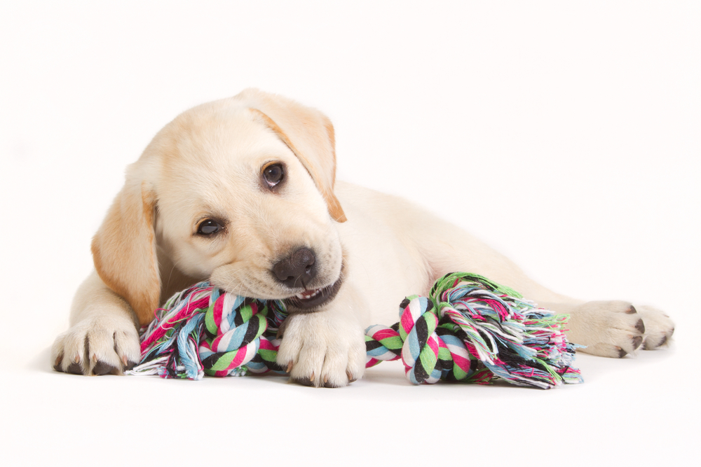 pup