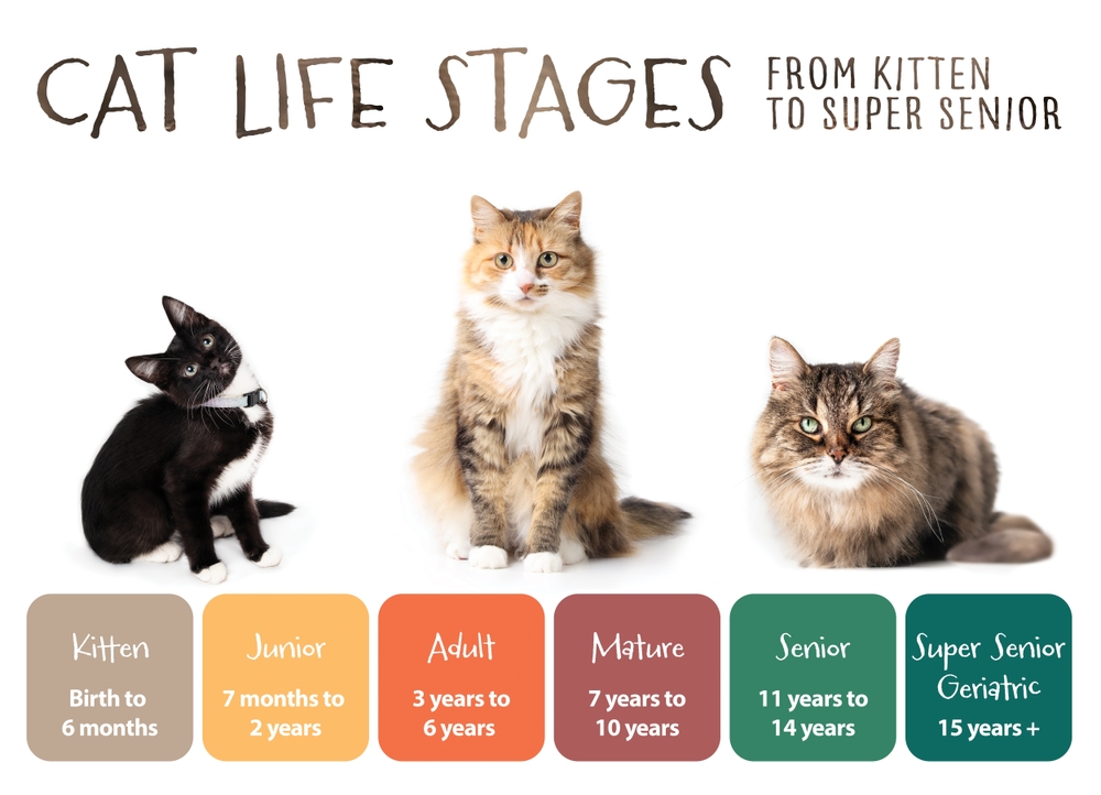 Cat Chart