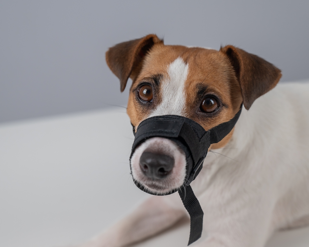 muzzle