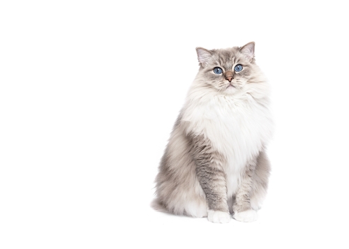 Ragdoll