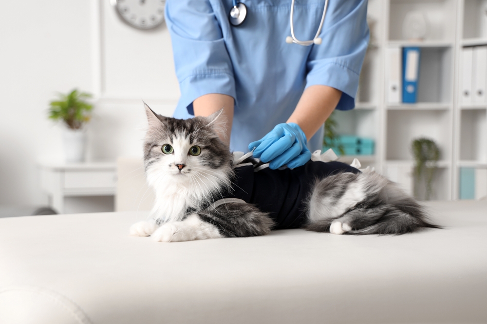 cat at vet