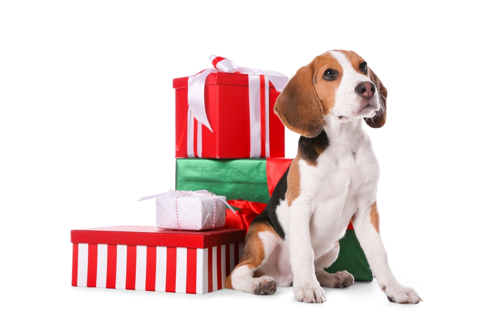 christmas puppy