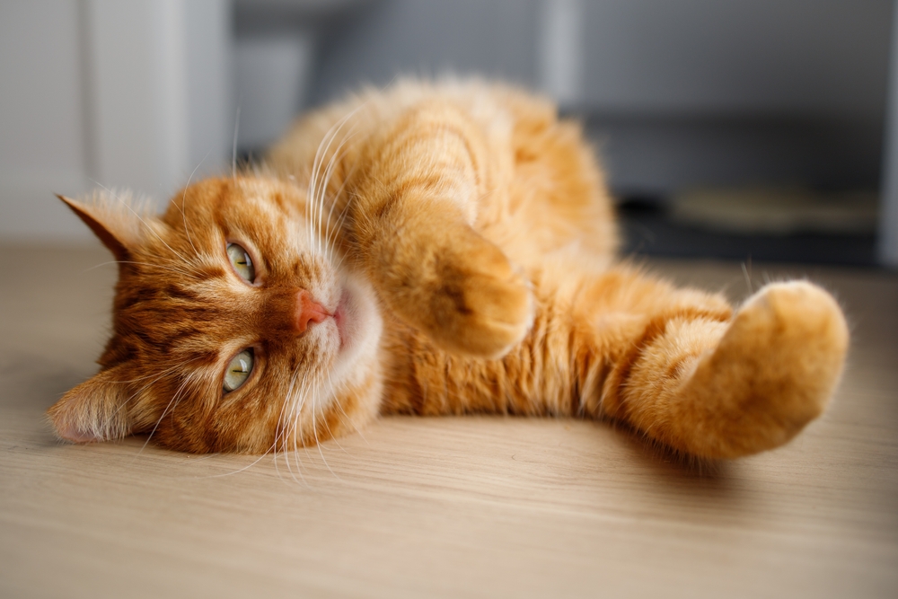 cat