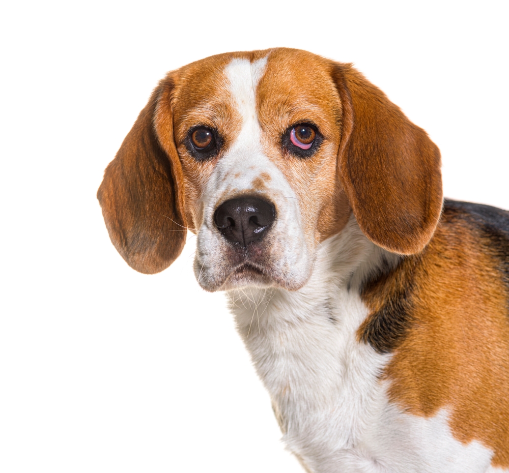senior dog plan
