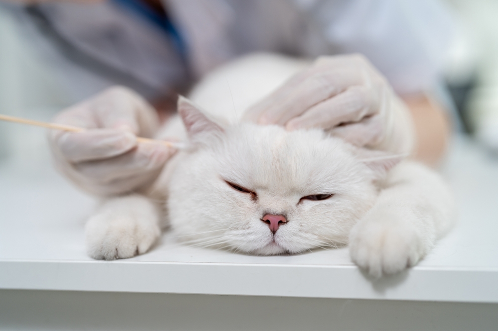 ear cleaning