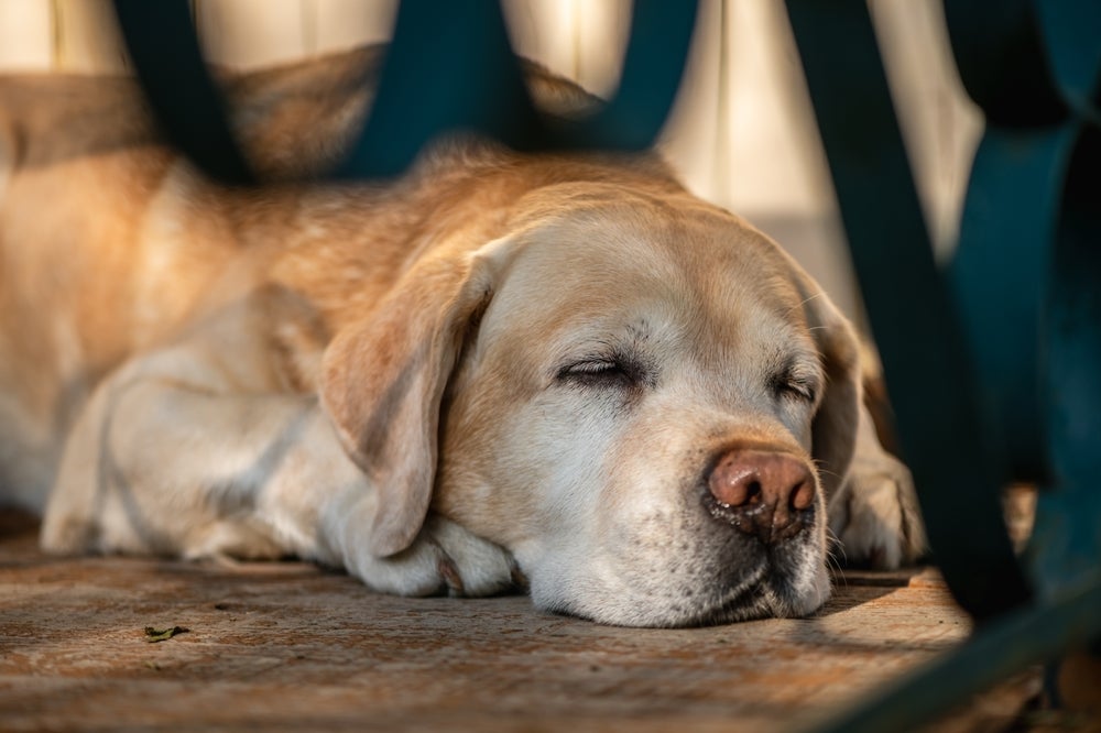 Senior Dog Resting