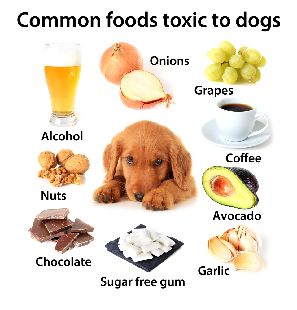 poison food