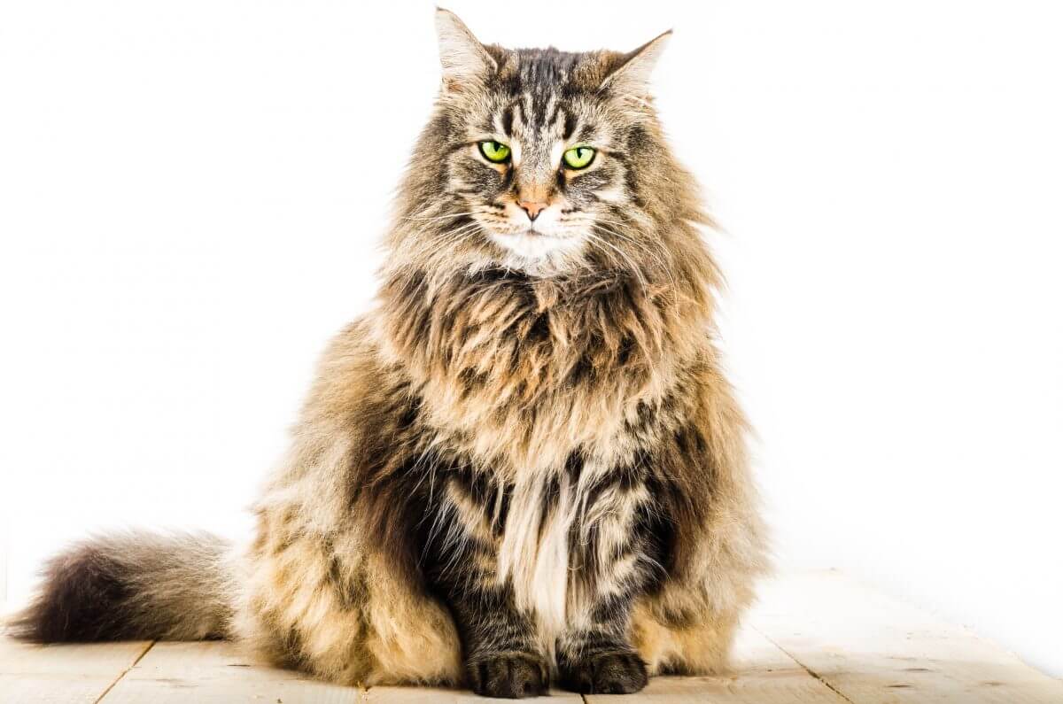 maincoon