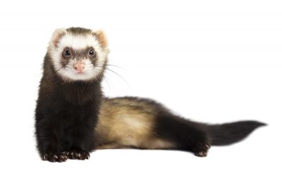 ferrit