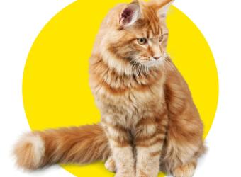 Does Your Cat Have a Skin Condition?