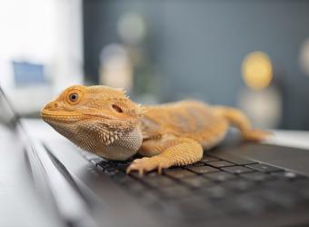 Rabbits, Rodents, Birds, Reptiles…Oh My!